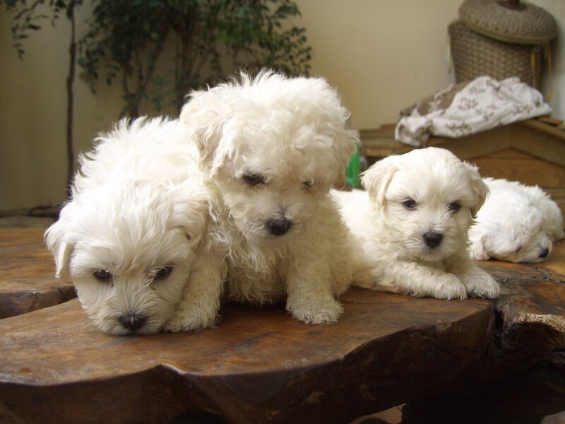 White Puppies on Table