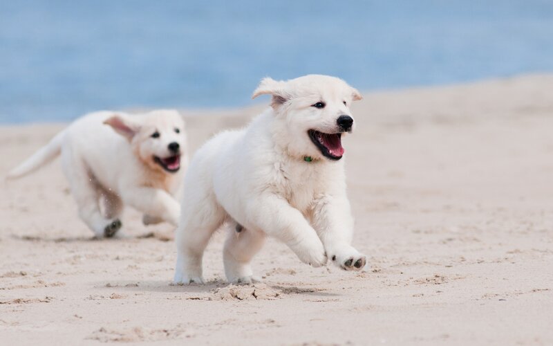 White Puppies Running