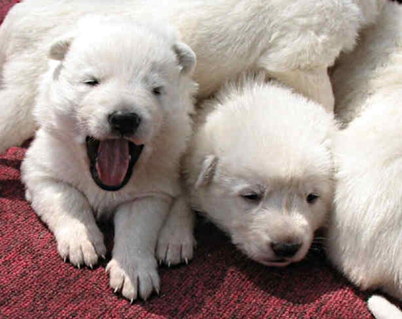 White Puppies Sleeping — Calm