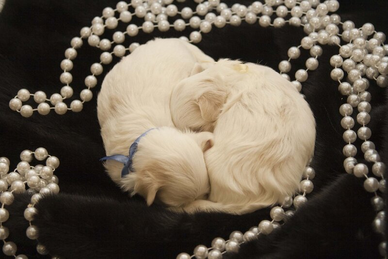 White Puppies Sleeping