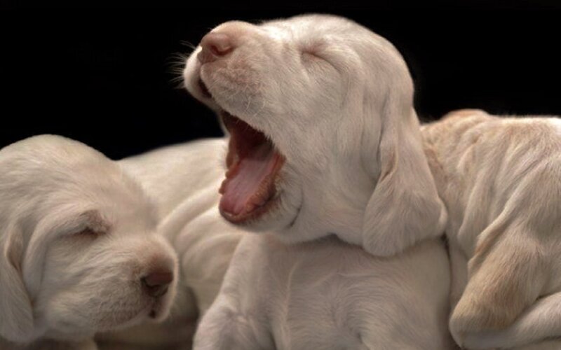 White Puppies Yawning