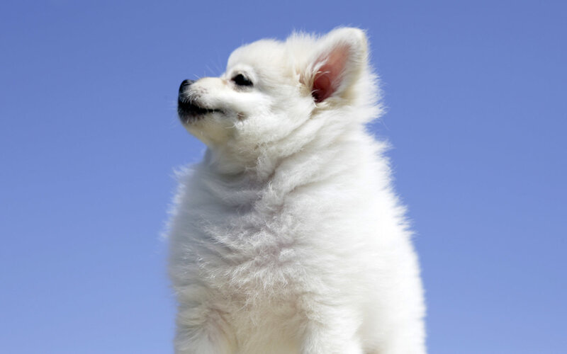 white puppy against blue sky