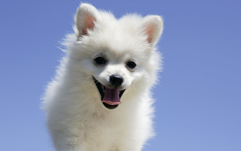 white puppy against blue sky