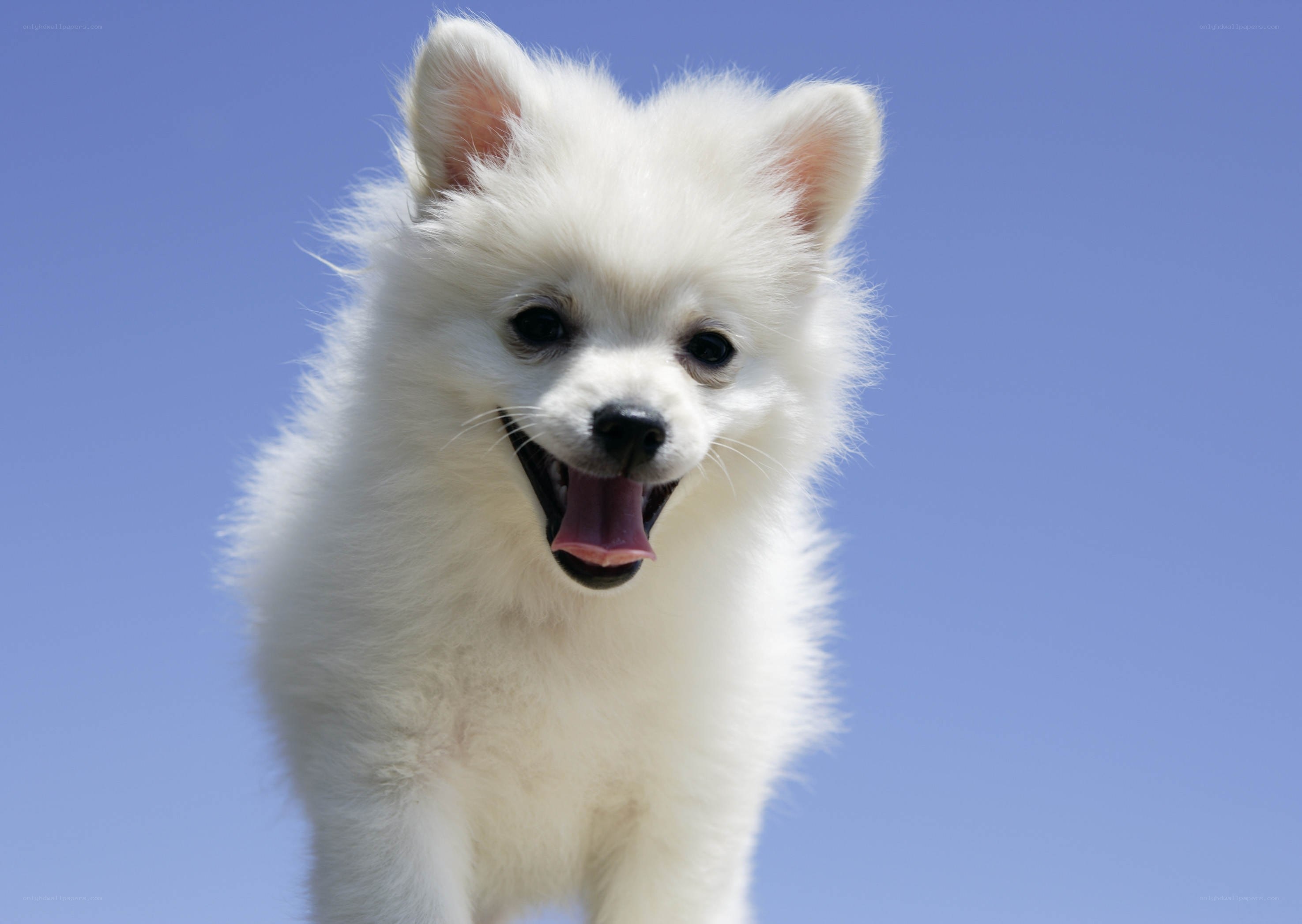 white puppy against blue sky
