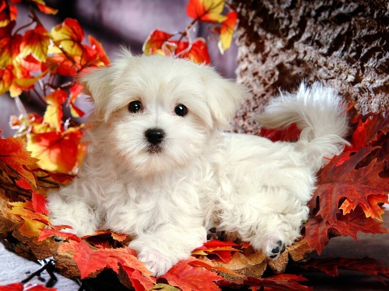 White puppy among autumn leaves