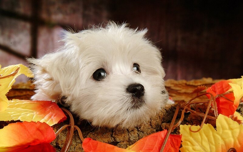 White puppy among autumn leaves