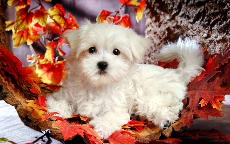 White puppy among autumn leaves