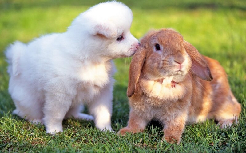 White Puppy and Brown Rabbit — Green