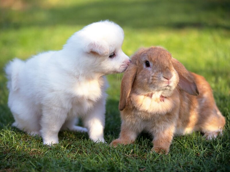 White Puppy and Brown Rabbit