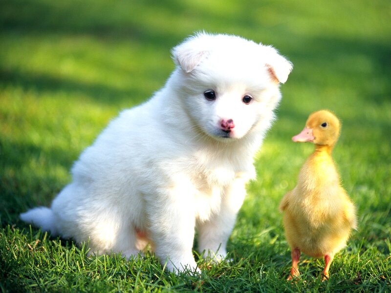 White Puppy and Duckling — Green