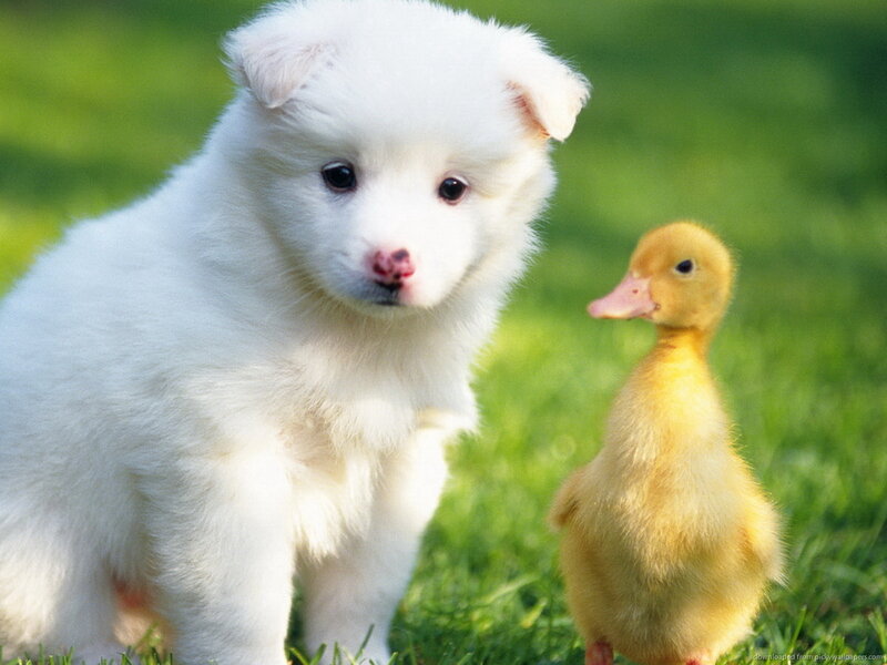 White Puppy and Duckling