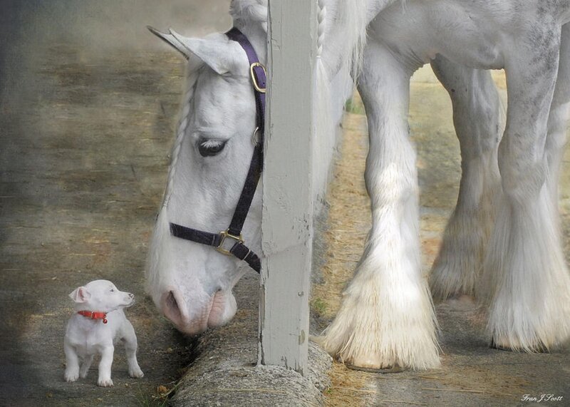 White Puppy and Horse