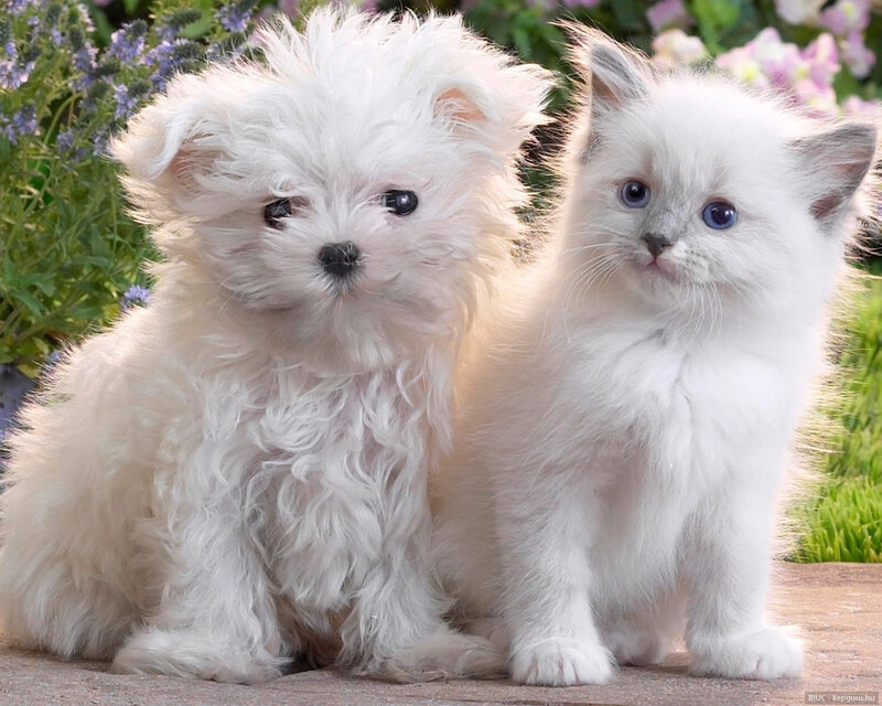 White Puppy and Kitten — Calm, Afternoon