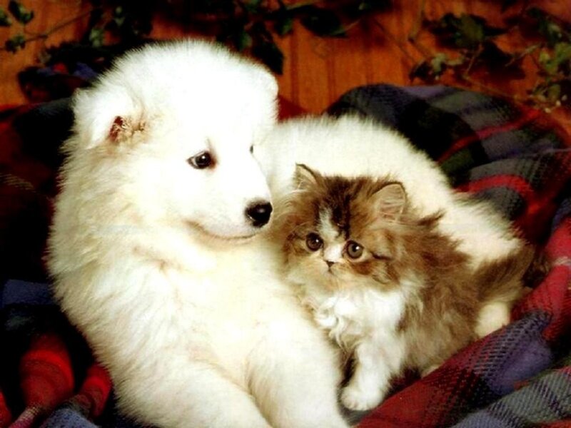 White Puppy and Kitten — Calm, Photograph, Blanket, Plant, Brown