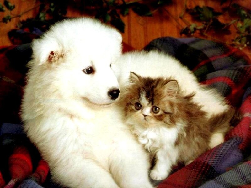 White Puppy and Kitten — Calm, Photograph