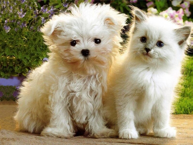 White Puppy and Kitten — Calm, Summer