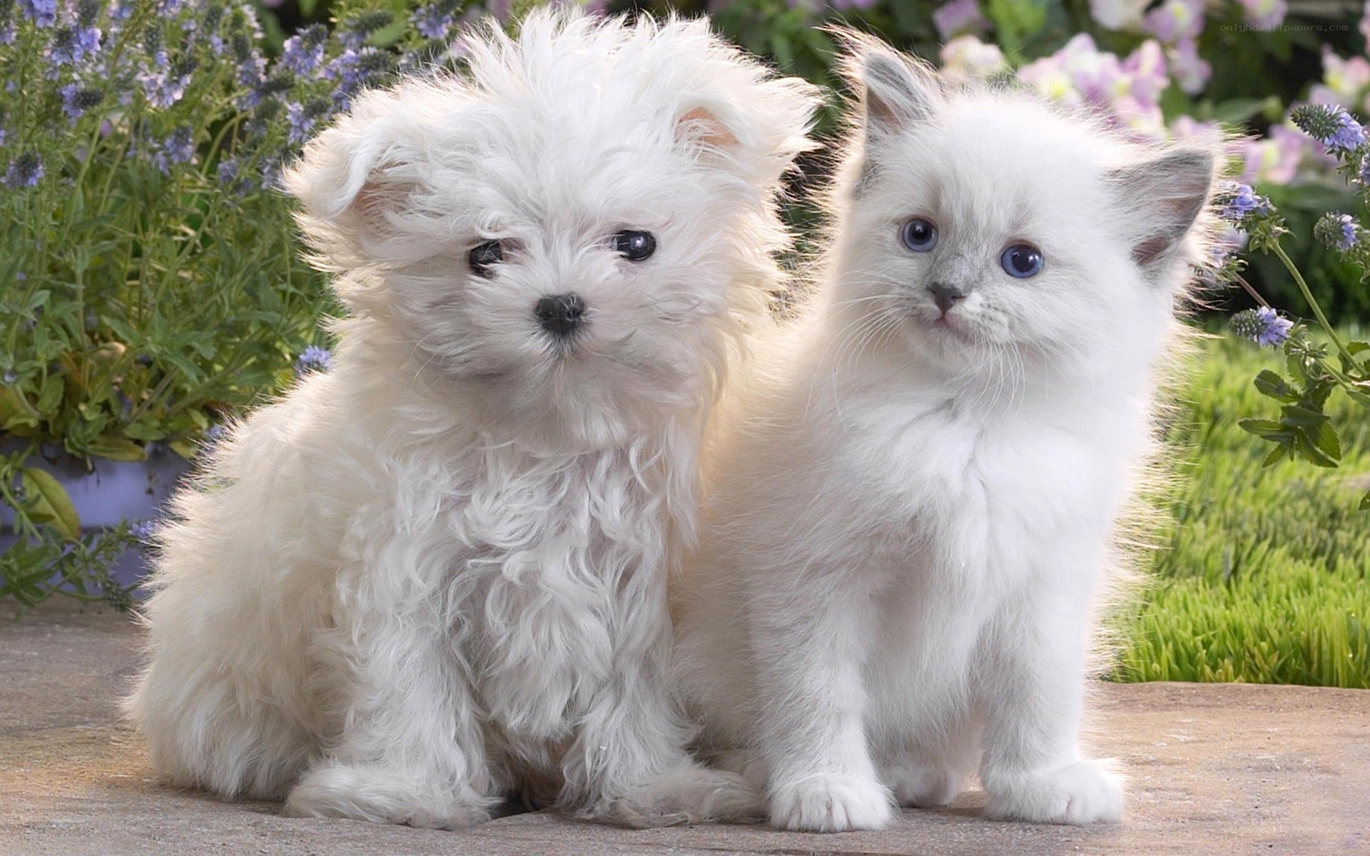 White puppy and kitten together