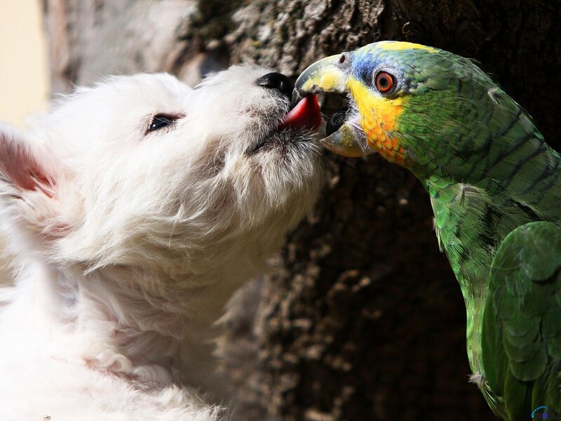 White Puppy and Parrot — Green, Playful