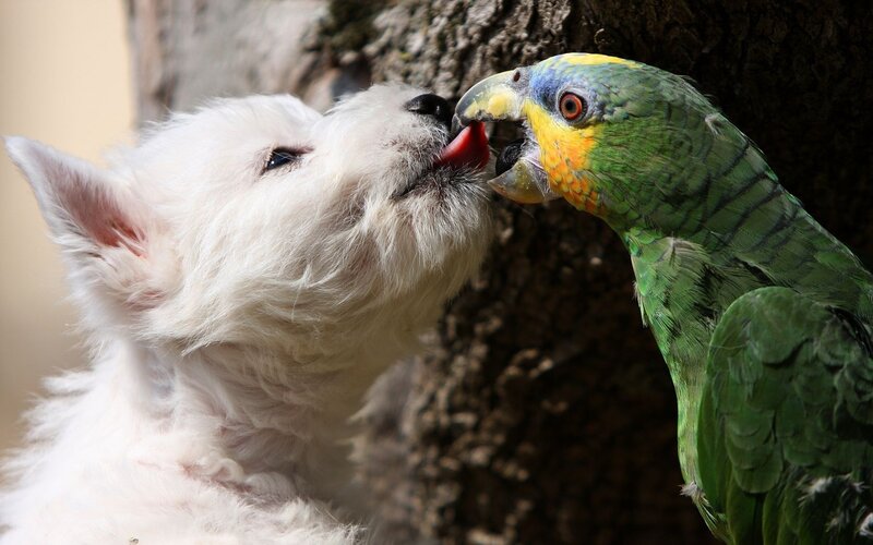 White Puppy and Parrot