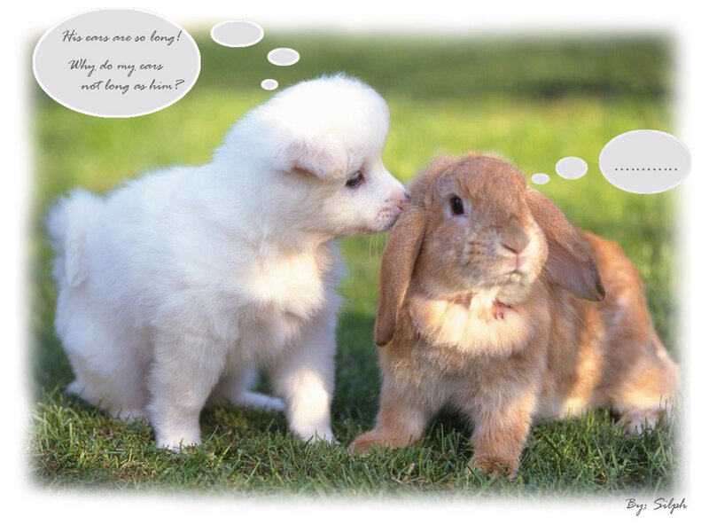 White Puppy and Rabbit — Green, Peaceful