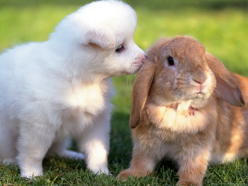 White Puppy and Rabbit — Green