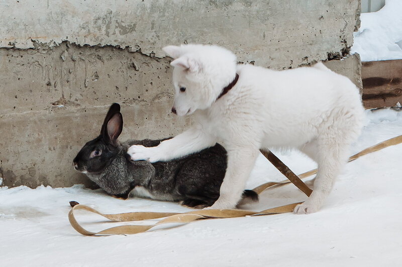 White Puppy and Rabbit — Playful