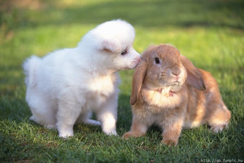 White Puppy and Rabbit