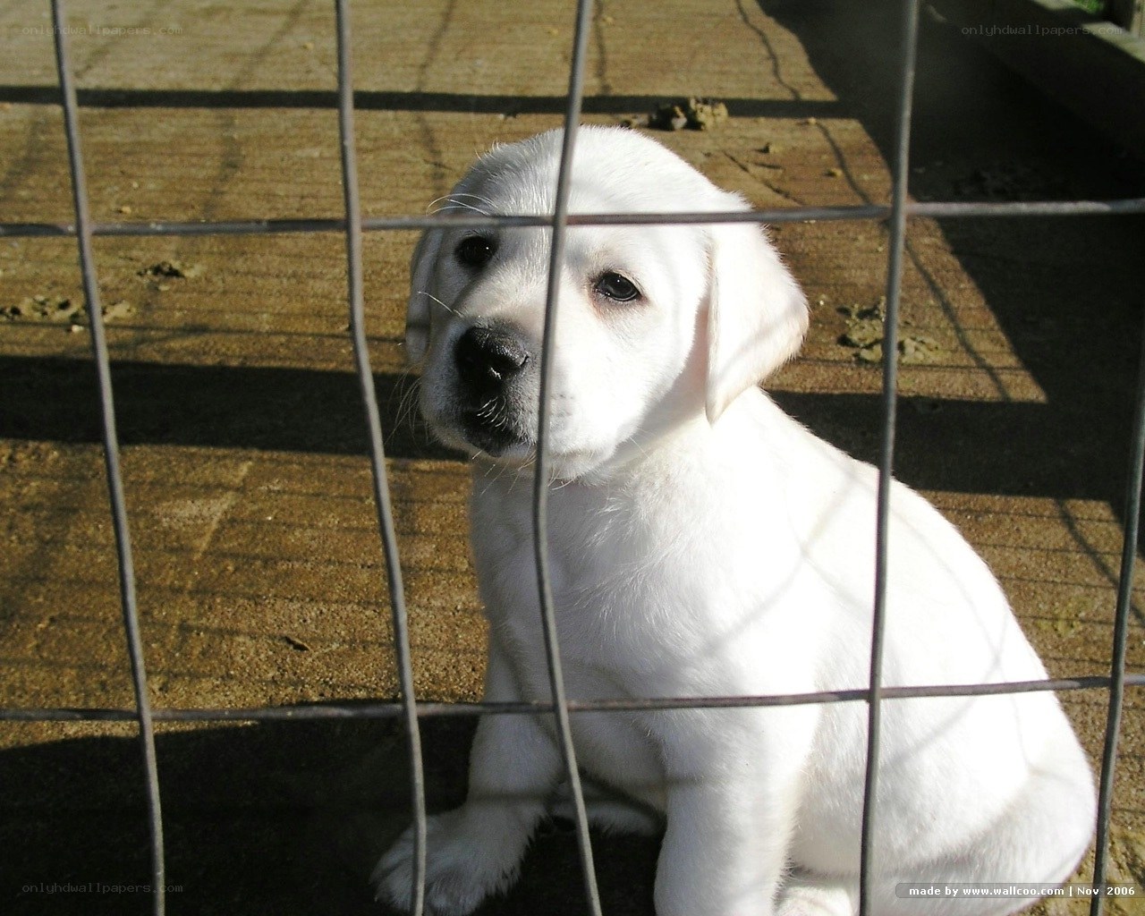 white puppy behind fence