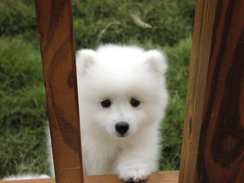 White Puppy Between Wood
