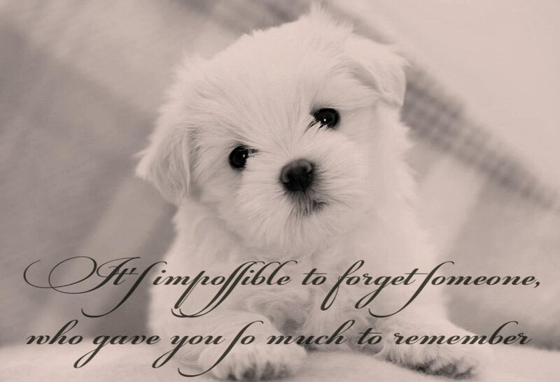 White Puppy — Black, Sentimental