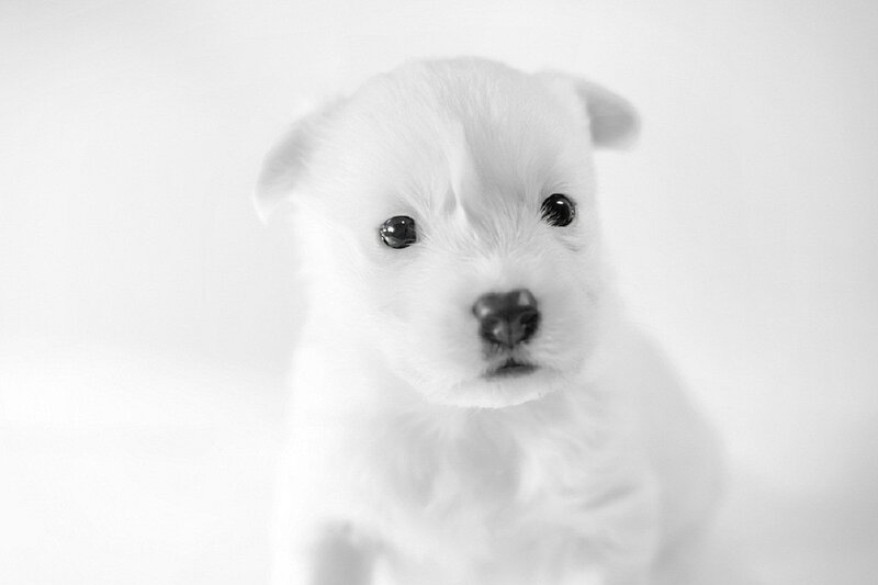 White Puppy — Black