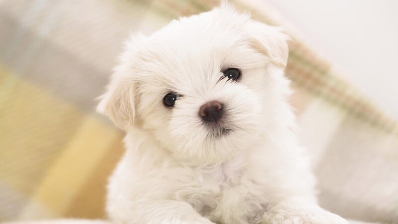 White Puppy — Calm, Photograph, Blanket