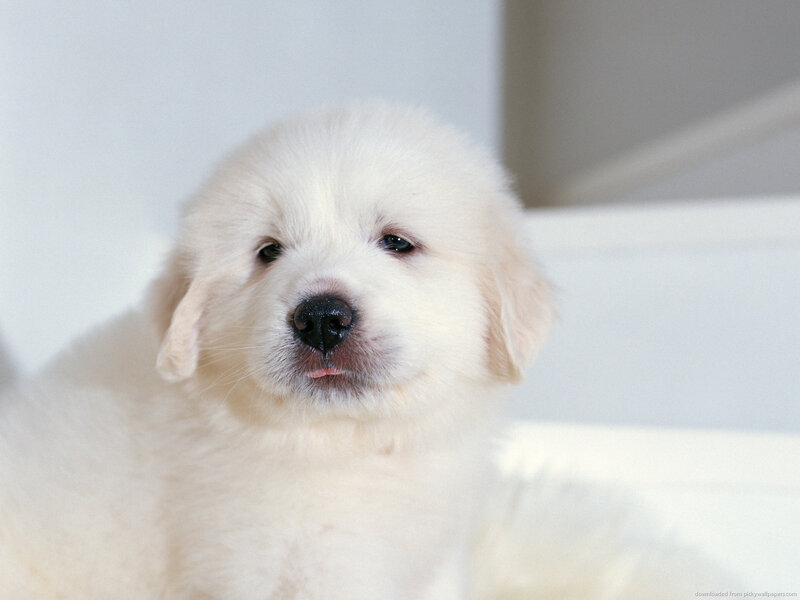 White Puppy — Calm, Photograph, Dog