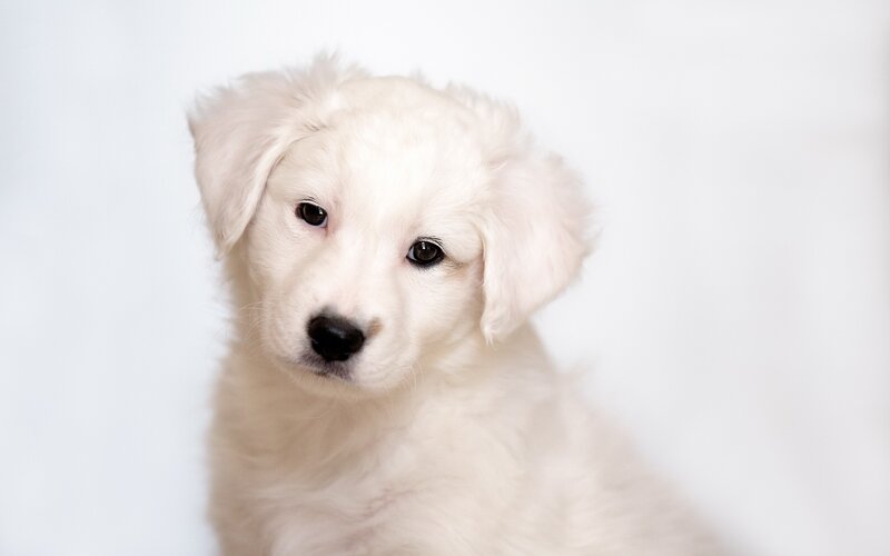 White Puppy — Calm, Photograph, White Background