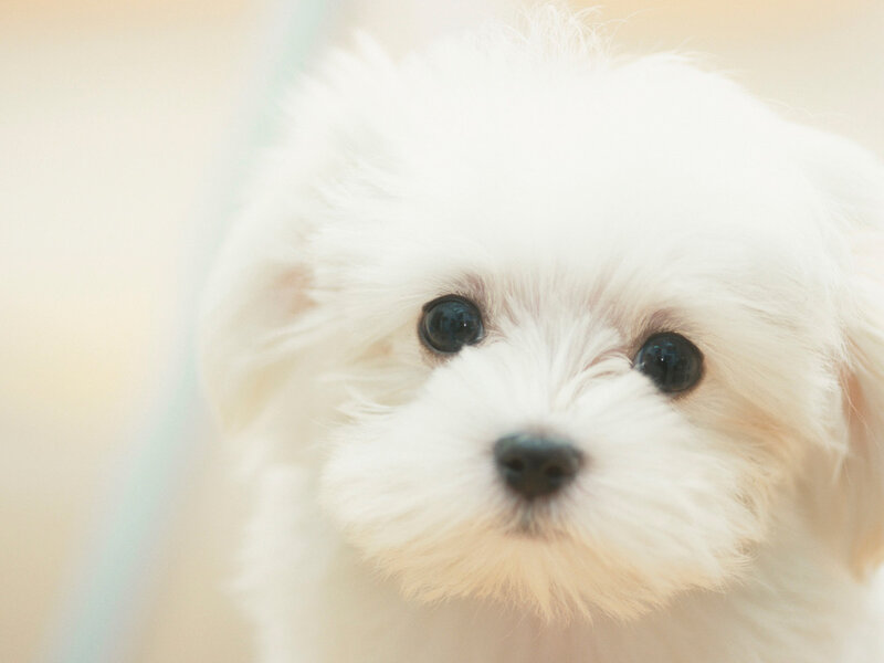 White Puppy — Calm