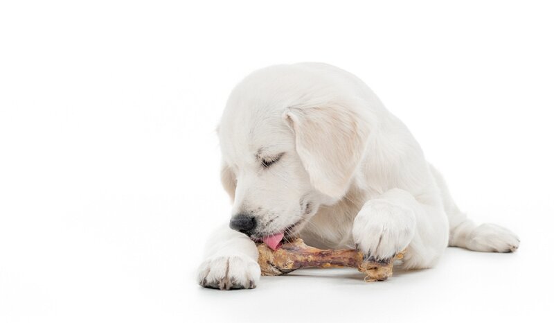 White Puppy Chewing Bone