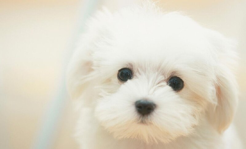 White Puppy Close-up
