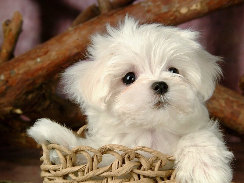 White puppy in a basket