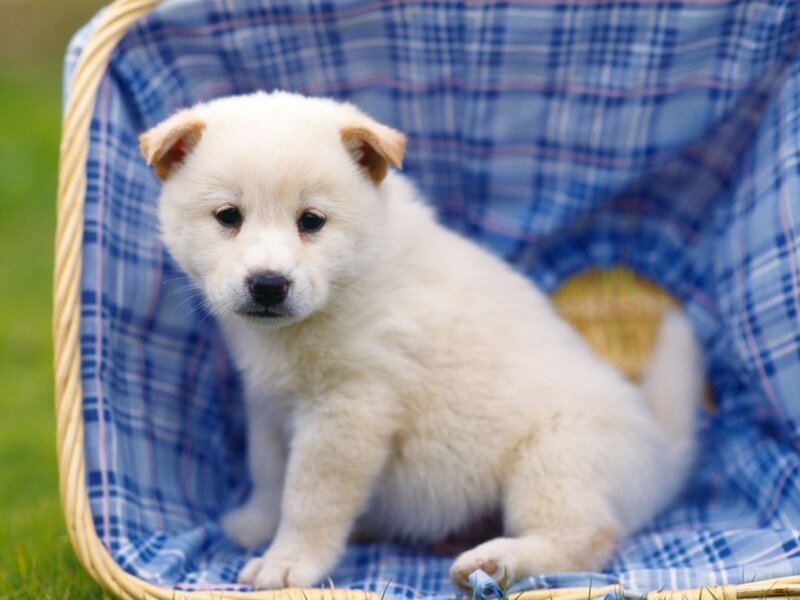 White puppy in a basket