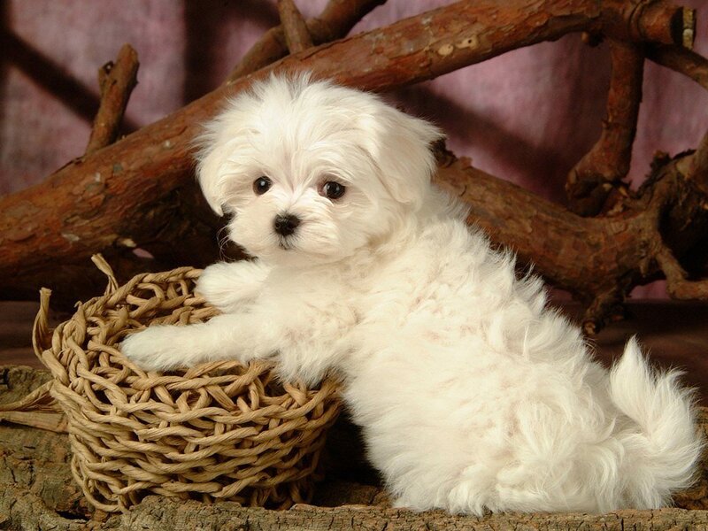 White puppy in a basket
