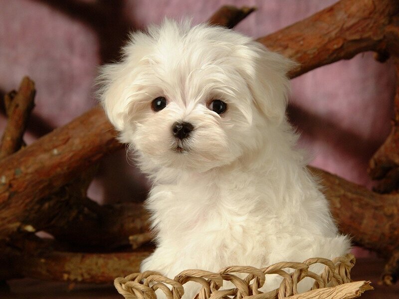 white puppy in a basket