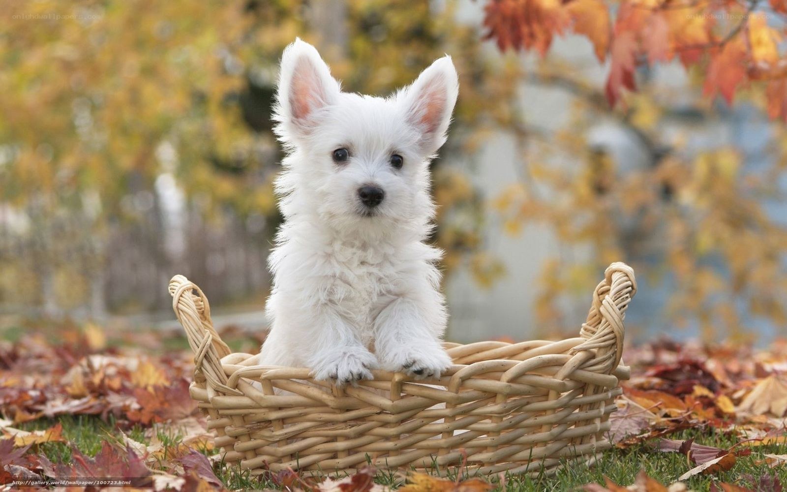 White puppy in a basket