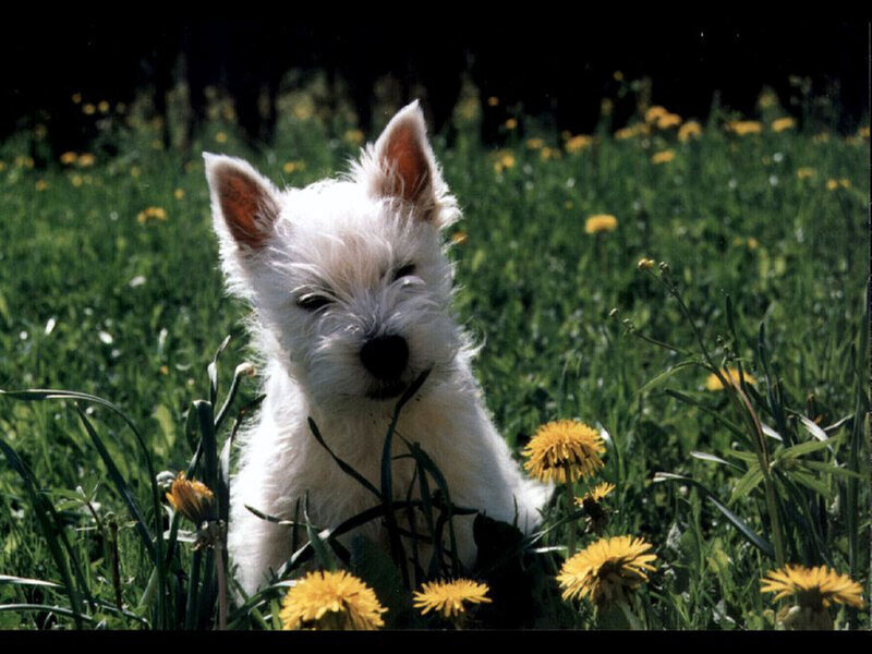 White puppy in a field of dandelions
