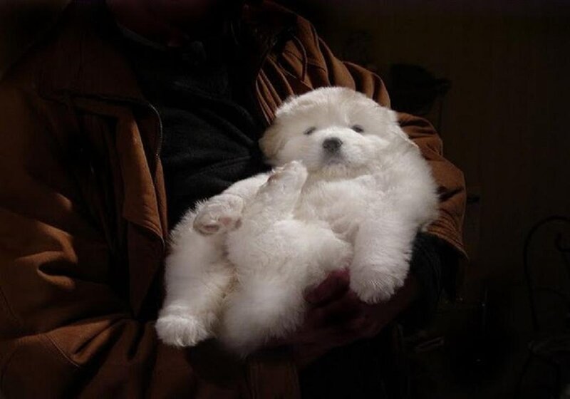 White Puppy in Arms