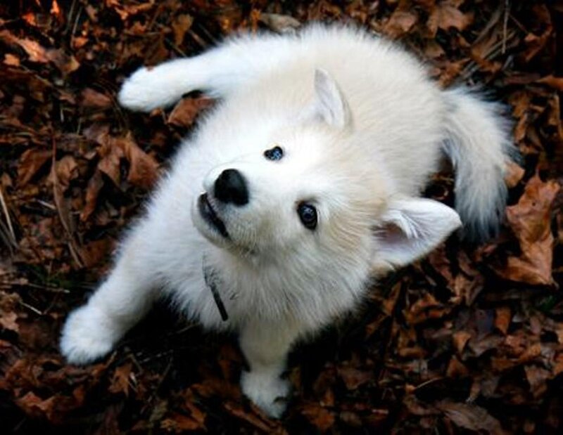 white puppy in autumn leaves