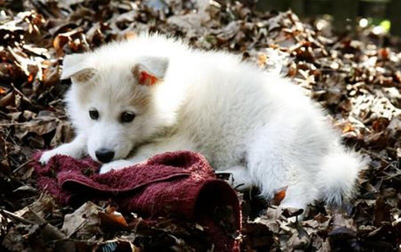 White puppy in autumn leaves