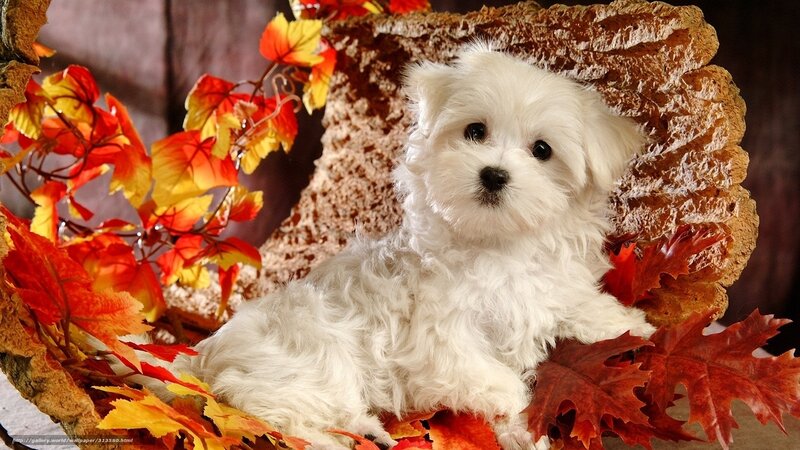 White Puppy in Autumn Leaves — Calm