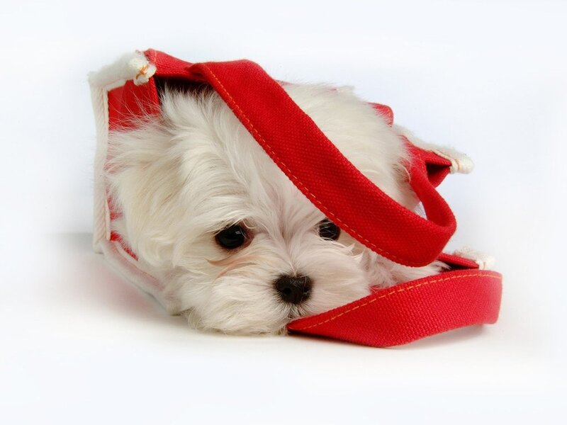 White Puppy in Bag — Calm
