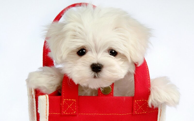 White Puppy in Bag — Red