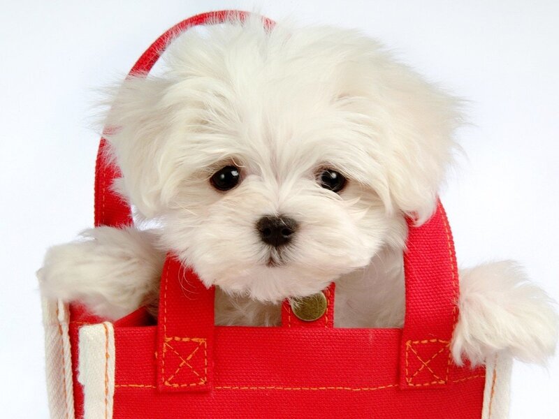 White Puppy in Bag